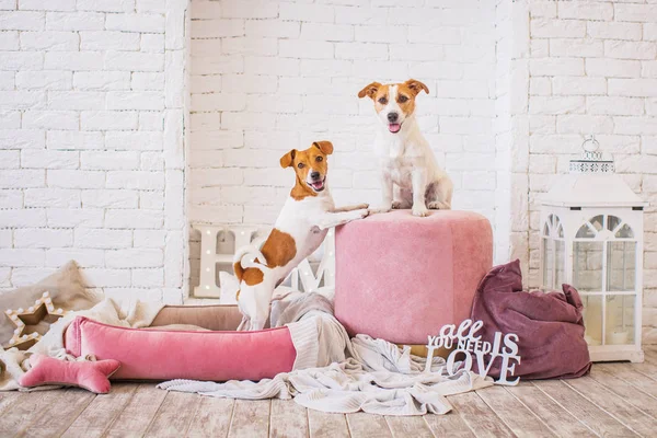 Leuke Honden Interieur Achtergrond — Stockfoto