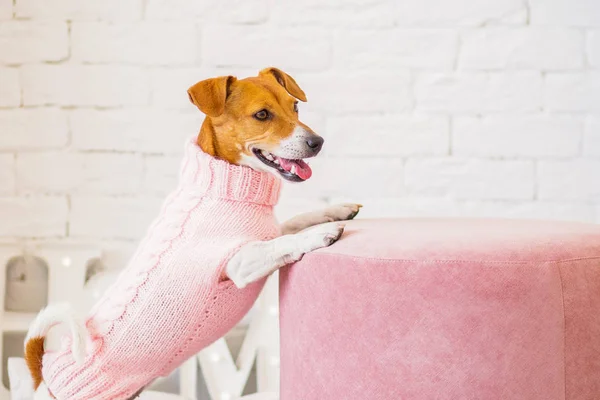 Jack Russell Terrier Interieur Achtergrond — Stockfoto