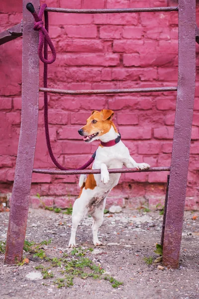 Jack Russell Terrier Och Krage Utomhus — Stockfoto