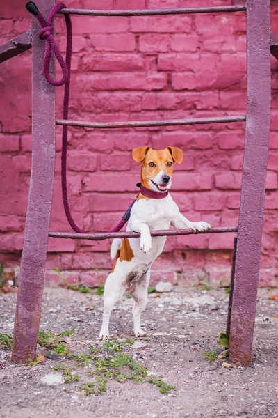 Jack Russell Terrier Och Krage Utomhus — Stockfoto