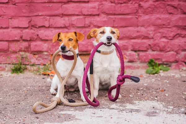 Jack Russell Terriers Met Riemen Achtergrond — Stockfoto