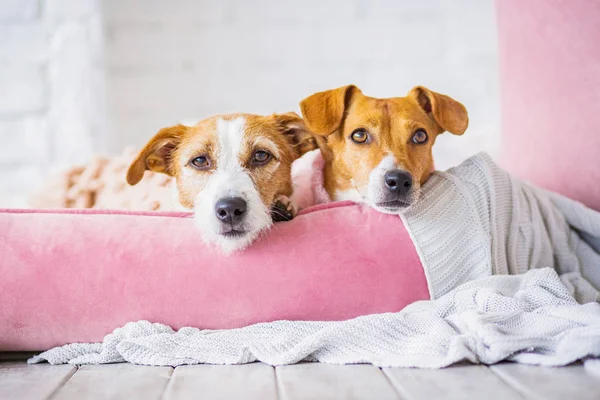 Niedliche Hunde Innenraum Hintergrund — Stockfoto