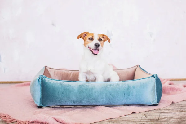 Jack Russell Terrier Interieur Achtergrond — Stockfoto