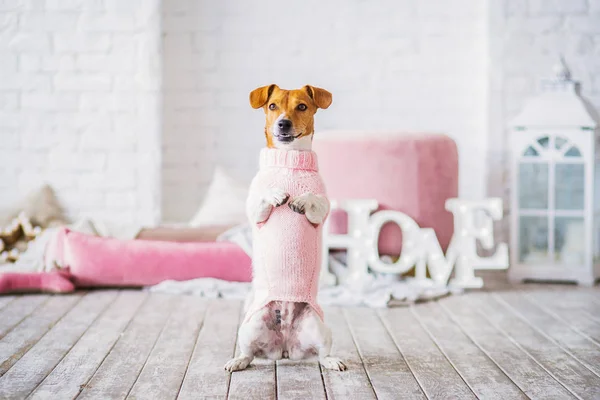 Jack Russell Terrier Interieur Achtergrond — Stockfoto
