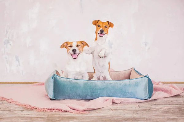 Leuke Honden Interieur Achtergrond — Stockfoto