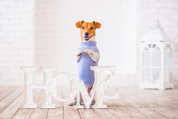 Jack Russell Terrier Interieur Achtergrond — Stockfoto