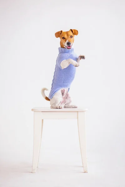 Jack Russell Terrier Interior Latar Belakang — Stok Foto
