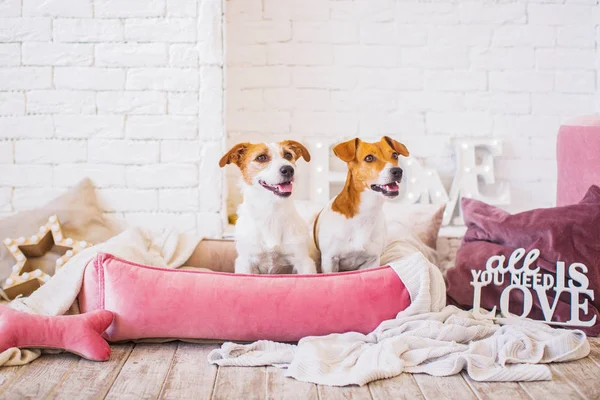 Leuke Honden Interieur Achtergrond — Stockfoto