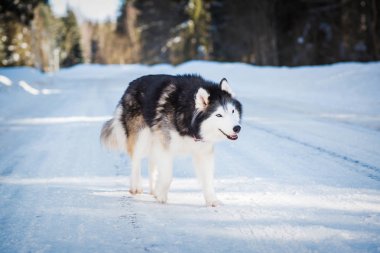 Alaska Malamute kış günü karlı yolda koşuyor.  