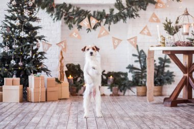 Jack Russell Terrier 'in Noel dekore edilmiş iç dekorasyonu, tatil konsepti   