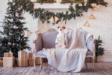 Jack Russell Terrier 'in Noel dekore edilmiş iç dekorasyonu, tatil konsepti   