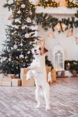 Jack Russell Terrier 'in Noel dekore edilmiş iç dekorasyonu, tatil konsepti   