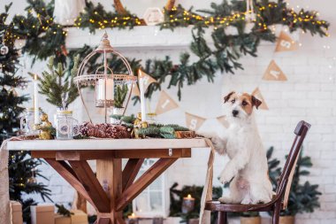 Jack Russell Terrier 'in Noel dekore edilmiş iç dekorasyonu, tatil konsepti   