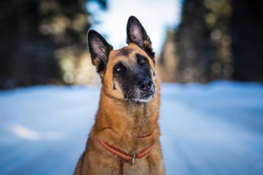 Alman çoban köpeği kış günü karlı yolda oturuyor.  
