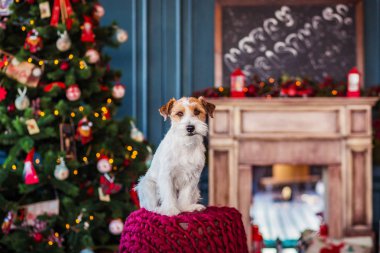 Jack Russell Terrier 'in Noel dekore edilmiş iç dekorasyonu, tatil konsepti   