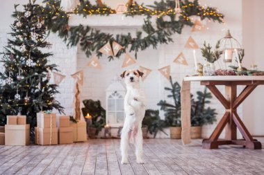 Jack Russell Terrier 'in Noel dekore edilmiş iç dekorasyonu, tatil konsepti   