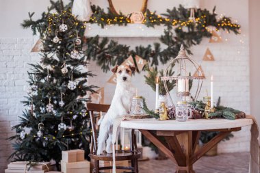 Jack Russell Terrier 'in Noel dekore edilmiş iç dekorasyonu, tatil konsepti   