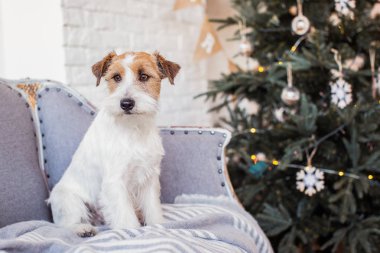 Jack Russell Terrier 'in Noel dekore edilmiş iç dekorasyonu, tatil konsepti   