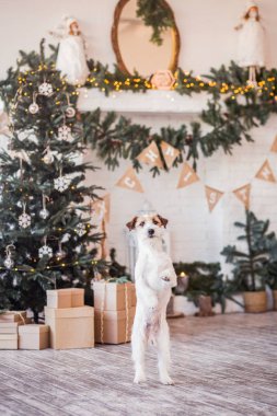Jack Russell Terrier 'in Noel dekore edilmiş iç dekorasyonu, tatil konsepti   