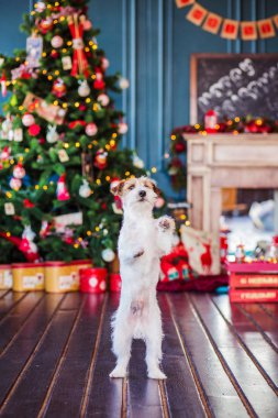 Jack Russell Terrier 'in Noel dekore edilmiş iç dekorasyonu, tatil konsepti   
