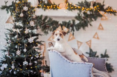 Jack Russell Terrier 'in Noel dekore edilmiş iç dekorasyonu, tatil konsepti   