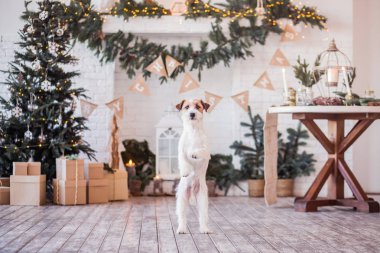 Jack Russell Terrier 'in Noel dekore edilmiş iç dekorasyonu, tatil konsepti   