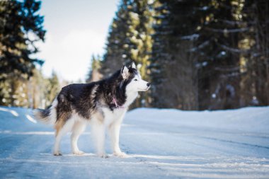 Alaska Malamute, kış günü karlı yolda duruyor.  