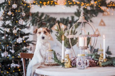 Jack Russell Terrier 'in Noel dekore edilmiş iç dekorasyonu, tatil konsepti   