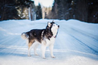 alaskan malamute standing on snowy road at winter day   clipart