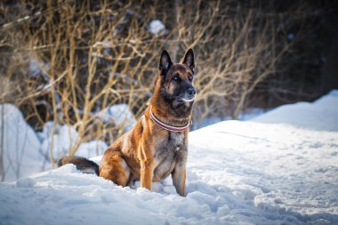 Alman çoban köpeği kış ormanlarında oturuyor. 