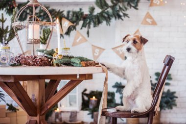 Jack Russell Terrier 'in Noel dekore edilmiş iç dekorasyonu, tatil konsepti   