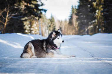 Alaska Malamute, kış günü karlı yolda yatıyor.  