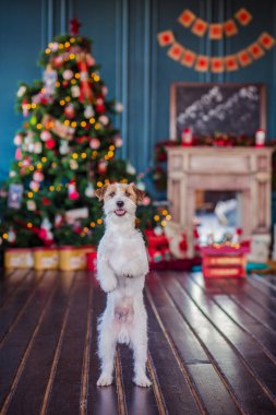 Jack Russell Terrier 'in Noel dekore edilmiş iç dekorasyonu, tatil konsepti   