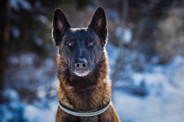 Alman çoban köpeği kış ormanlarının arka planında duruyor. 