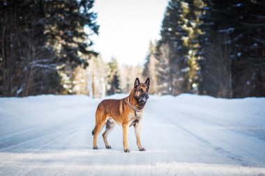 Alman çoban köpeği kış günü karlı yolda duruyor.  