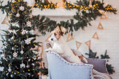Jack Russell Terrier 'in Noel dekore edilmiş iç dekorasyonu, tatil konsepti   
