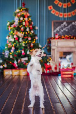 Jack Russell Terrier 'in Noel dekore edilmiş iç dekorasyonu, tatil konsepti   