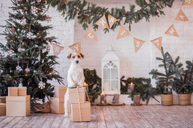 Jack Russell Terrier 'in Noel dekore edilmiş iç dekorasyonu, tatil konsepti   