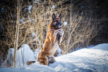 Alman çoban köpeği kış ormanlarında oynuyor. 