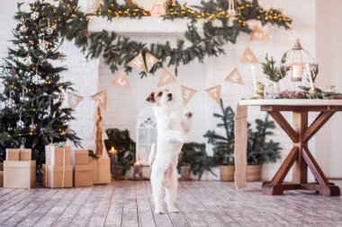 Jack Russell Terrier 'in Noel dekore edilmiş iç dekorasyonu, tatil konsepti   