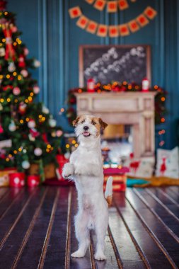 Jack Russell Terrier 'in Noel dekore edilmiş iç dekorasyonu, tatil konsepti   
