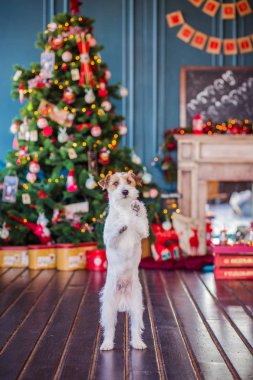 Jack Russell Terrier 'in Noel dekore edilmiş iç dekorasyonu, tatil konsepti   