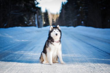 Alaska Malamute, kış günü karlı yolda oturuyor.  