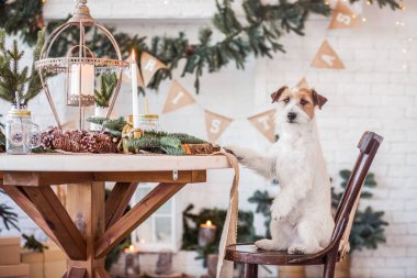 Jack Russell Terrier 'in Noel dekore edilmiş iç dekorasyonu, tatil konsepti   