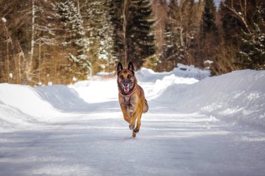 Alman çoban köpeği kış günü karlı yolda koşuyor.  