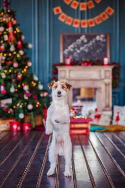 Jack Russell Terrier 'in Noel dekore edilmiş iç dekorasyonu, tatil konsepti   