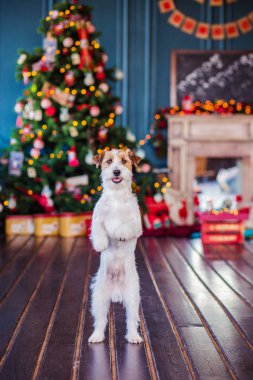 Jack Russell Terrier 'in Noel dekore edilmiş iç dekorasyonu, tatil konsepti   