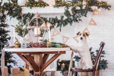 Jack Russell Terrier 'in Noel dekore edilmiş iç dekorasyonu, tatil konsepti   