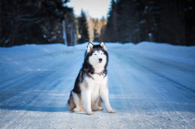 Alaska Malamute, kış günü karlı yolda oturuyor.  