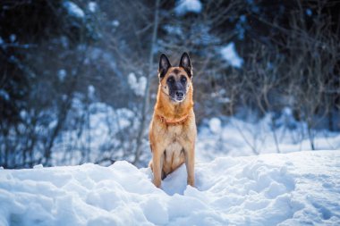 Alman çoban köpeği kış ormanlarında oturuyor. 